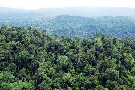 Hutan Nantu