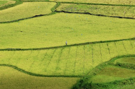 melintasi pematang sawah #1
