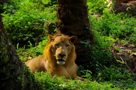 THE LION