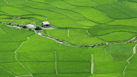 Small house in the rice field