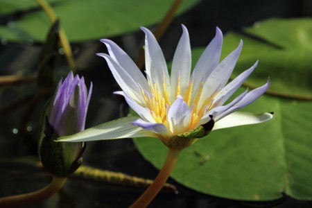 Blue Lotus of Egypt