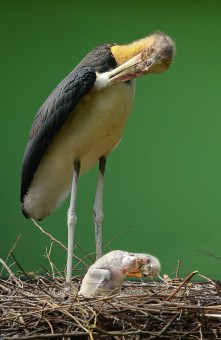 Like mother like son