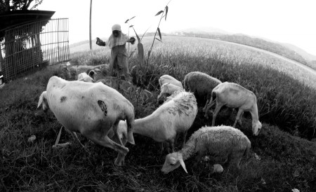 Putri pengembala kambing