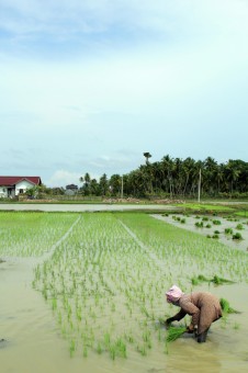 Planting