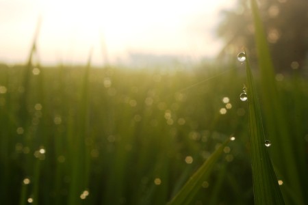 Dews In The Morning