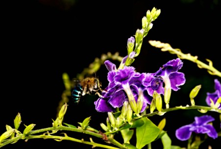Blue Banded Bee