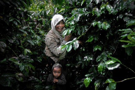 Petani kopi