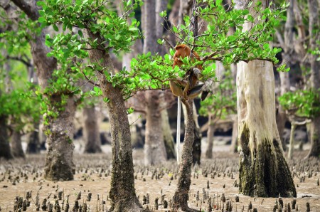 Long Nose Monkey