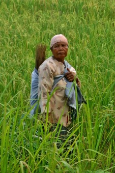 mom in field rice
