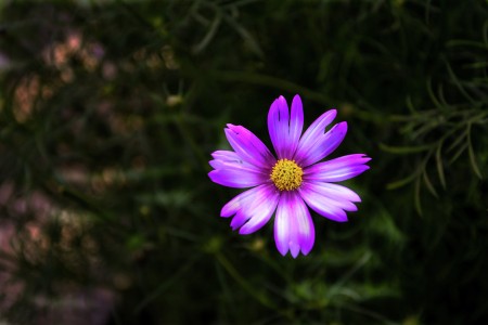 Lovely Flower
