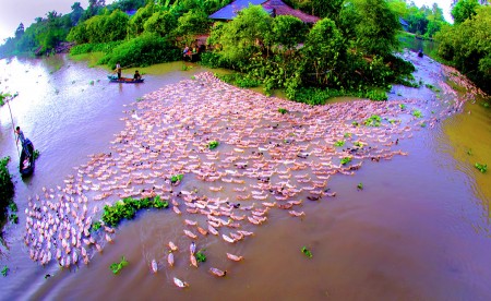ChÄƒn vá»‹t Ä‘Ã n_2