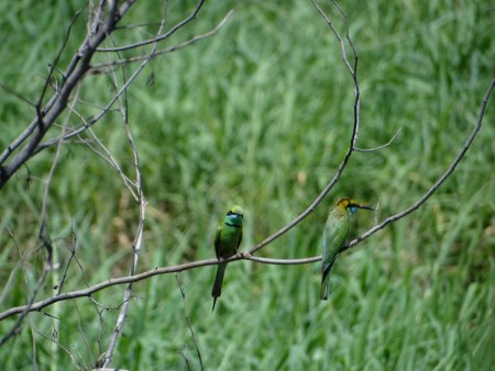 a pair