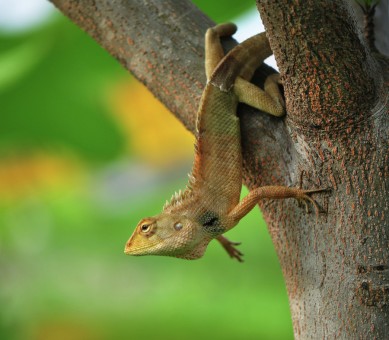 Sun Bathing,Selangor,Malaysia.