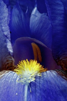 Blue Iris