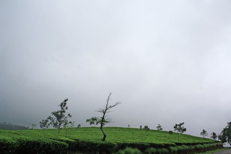 Beauty of Munnar