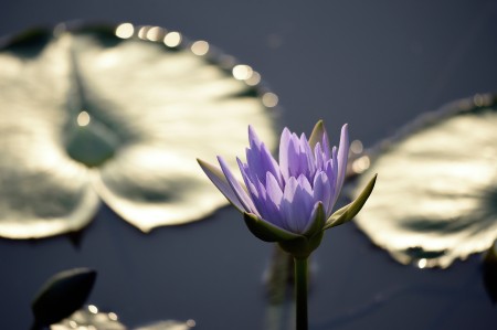 Bokeh The Lotus