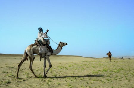 The Happy Camel Herder