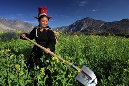 A Morning With Kungzang in the Fertile Land of Nubra Valley