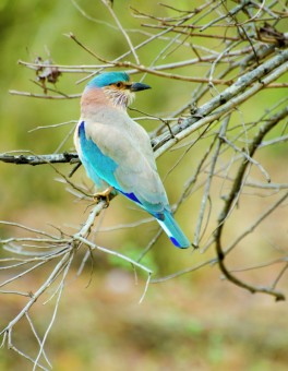 LOVELY BIRD