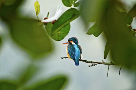 Common Kingfisher