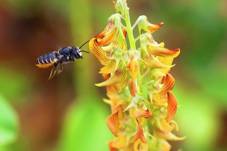 Fly to take honey