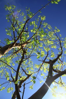 blue sky