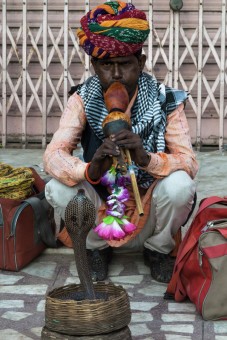 Snake Charmer