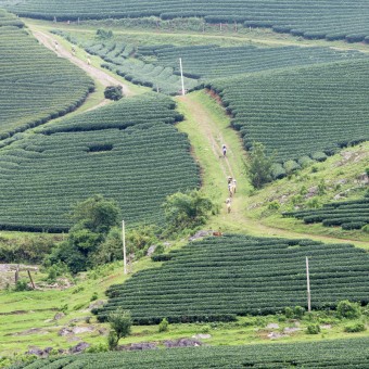 Going home after work in Tea Farms