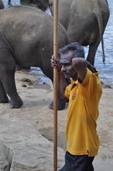 Intense Stare of a Mahout
