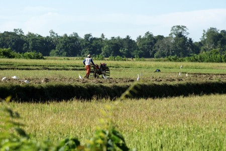 Membajak Sawah
