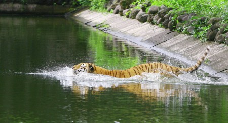 Harimau Sumatera