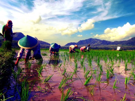 Life Plantation