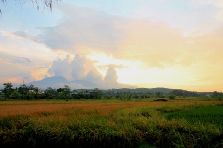 Sore di sawah