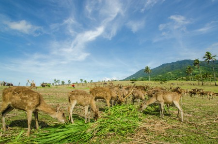 CAMSUR Deer Farm