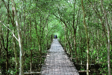 Mangrove Forest