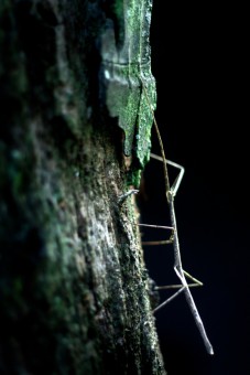 climber