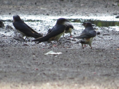 Kumpulan Burung Layang-Layang