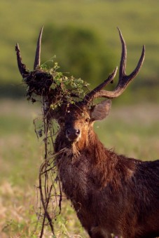 the lost crown