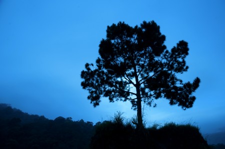Pohon Harapan