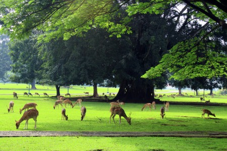 kelompok rusa