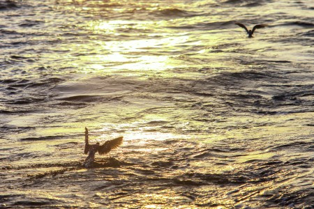 Seagull catch the sun
