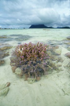 Coral