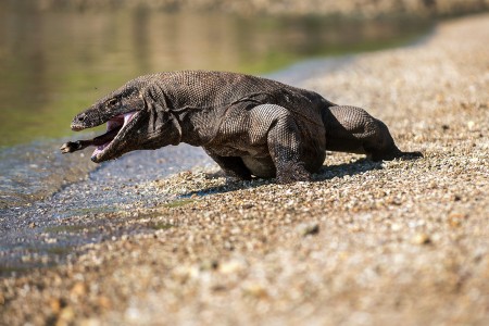 Komodo