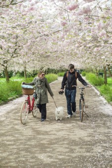 Sakura walk