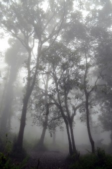 Sejuknya Hutan Berkabut