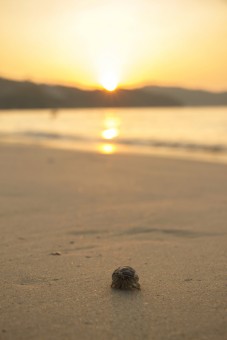 Find the way home