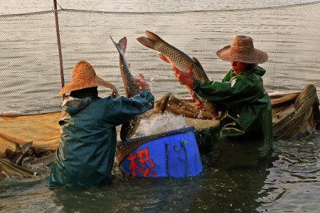 Good Fish