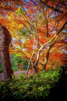 United Colours of Gingko Leaves