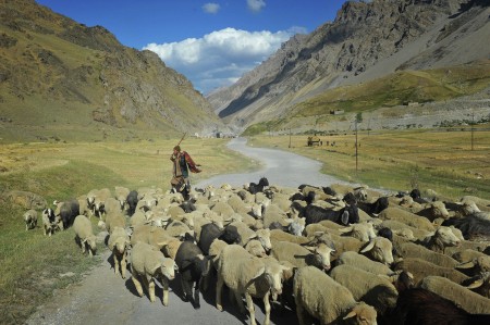The Shepherd with his goats